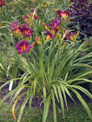 Slg._Monostatos_Horst__10013.jpg