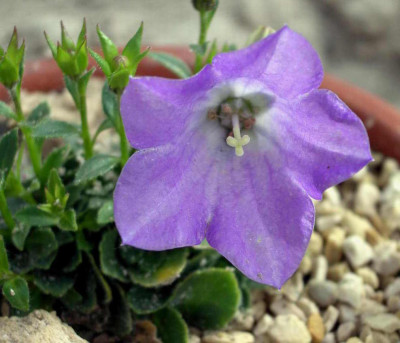 Campanula_Joe_Elliot_2006-08-09.JPG