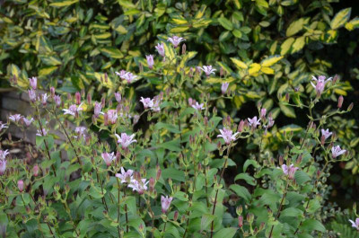 Tricyrtis_formosana.15-2.jpg