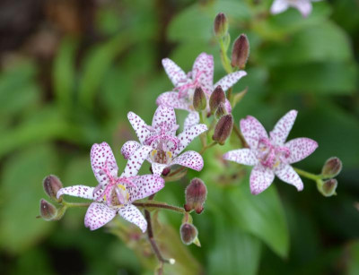 Tricyrtis_formosana.15-1.jpg