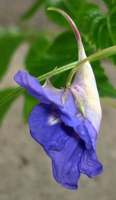 Impatiens_namchabarwensis.jpg