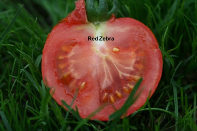 red_zebra.JPG