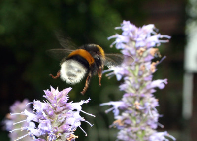 Fliegende-Hummel-2.jpg