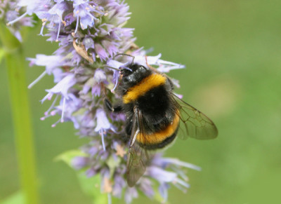 Hummel-auf-Agastache-1.jpg