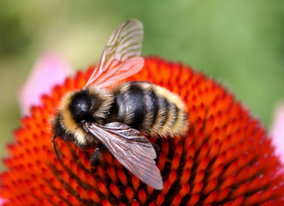 Hummel-auf-Sonnenhut.jpg