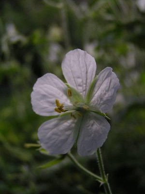 geranium_spec_ex_west_tian_shan.jpg