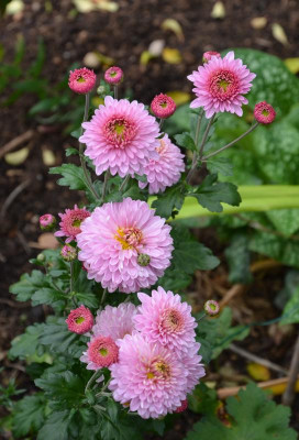 Chrysanthemum-Brautstrauß.15-1.jpg