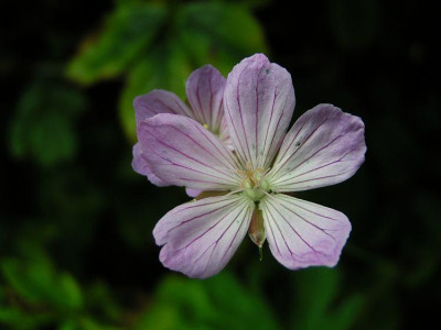 geranium_spec_ex_bambashata.jpg