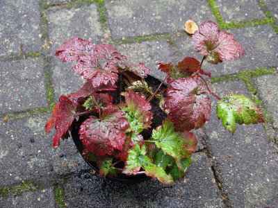 Beauty of Ernst (Kopie).jpg