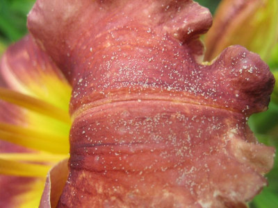 Slg._Cloves_Milben_30481.jpg