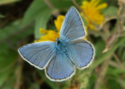 schmetterling_blau.jpg