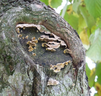 Pilz_1.JPG