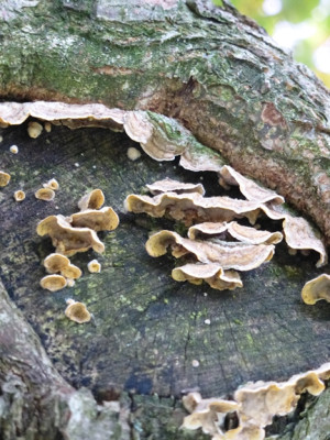 Pilz_2.JPG