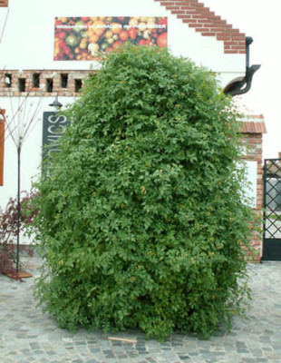 tomatenbaum.jpg