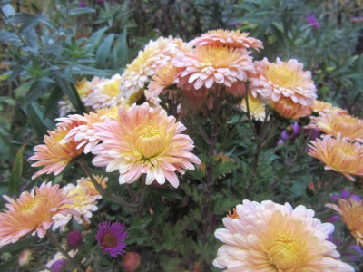 chrysanthemum Scherzo falsch.jpg
