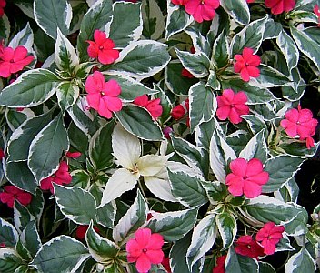 Impatiens_wall._variegata.jpg