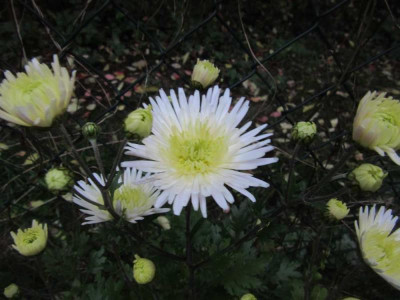 chrysanthemum Havelschwan.jpg