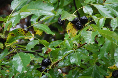 DSC_3366.JPG