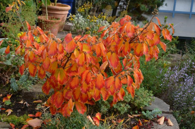 Hamamelis-ArnoldPromis.15-5.jpg
