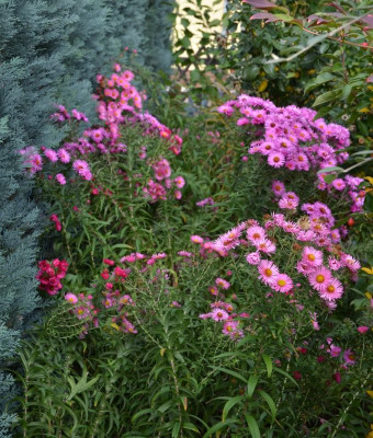 Aster-Sämlinge-AP.15-1.jpg