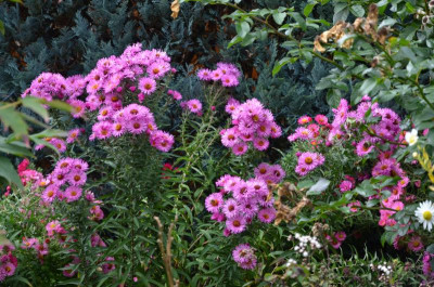 Aster-Sämling-AP.15-1.jpg