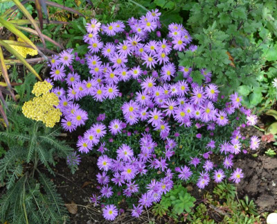 Aster_dumosus-Sämling.15-1.jpg