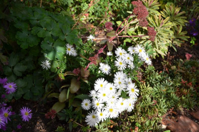Aster_dumosus-Kristina.15-1.jpg