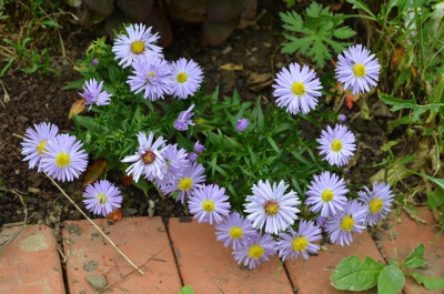 Aster_dumosus-Zwergenhimmel.15-1.jpg