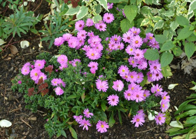 Aster_dumosus-Rosenwichtel.15-1.jpg