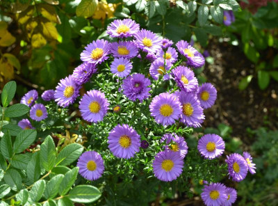 Aster_novae_angliae-Reithlingstal.15-1.jpg