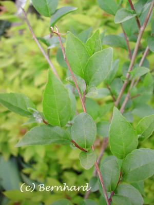 styrax_japonicus_laub.jpg