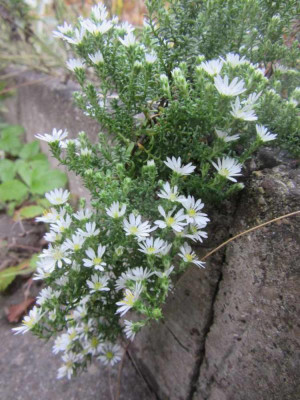 aster snowfl.jpg