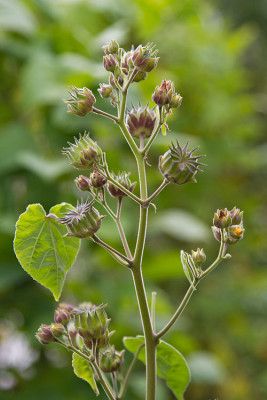 wasistdas_20151009-1_min.jpg