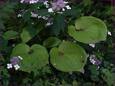 Hosta grün groß-600px.jpg