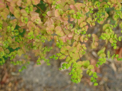 Euphorbia_.jpg