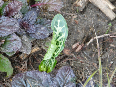 2015-10-09 Arum italicum.jpg