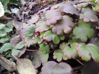 Saxifraga cort.Kanna.JPG