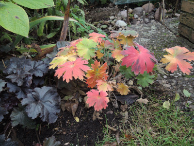 Geranium wlassovianum.JPG