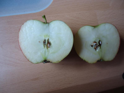 Äpfel 003.JPG