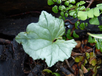 2015-10-09 Cyclamen.jpg