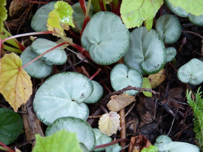 2015-10-09 Cyclamen 2.jpg