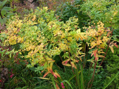 2015-10-09 Euphorbia.jpg