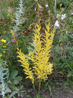 2015-10-09 Platycodon.jpg