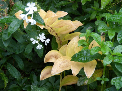 2015-10-09 Polygonatum.jpg
