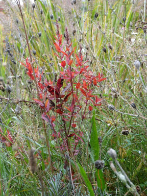 2015-10-09 Lythrum salicaria.jpg