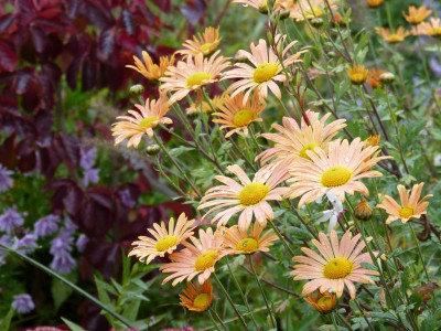 2015-10-09 Gartenimpressionen 1.jpg