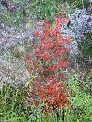 2015-10-09 Gartenimpressionen 3.jpg