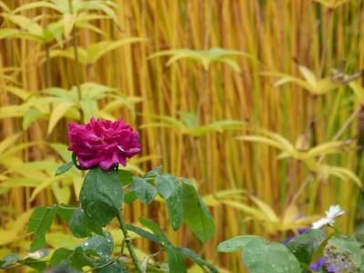 2015-10-09 Gartenimpressionen 4.jpg