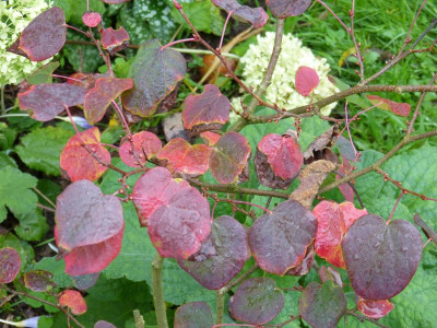 2015-10-09 Disanthus cercidifolius.jpg