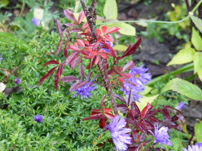 2015-10-09 Rosa nitida.jpg